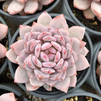 Rare Succulents, Echeveria Cotton Rose
