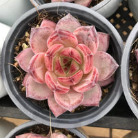 Echeveria Dare Devil, Colorful Live Rosette Plant – Popular Gift for Her