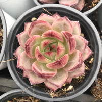 Echeveria Dare Devil, Colorful Live Rosette Plant – Popular Gift for Her