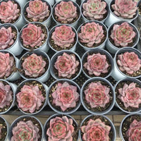 Echeveria Dare Devil, Colorful Live Rosette Plant – Popular Gift for Her