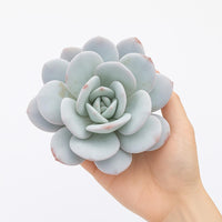 Echeveria Laui, Colorful Live Rosette Plant – Popular Gift for Her