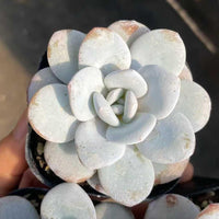 Echeveria Laui, Colorful Live Rosette Plant – Popular Gift for Her