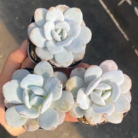 Echeveria Laui, Colorful Live Rosette Plant – Popular Gift for Her