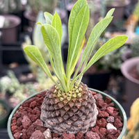 Euphorbia Bupleurifolia Iron Ball Pineapple Caudex