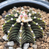 Rare Cactus, Gymnocalycium Mihanovichii LB2178 (2”), Live Plant