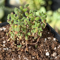 Drosanthemum Globosum Cluster, Rare Caudex