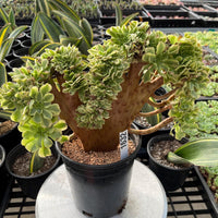 Rare Succulents, Aeonium Variegated Maybach Crested, Live Plant, Grower’s Choice