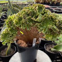 Rare Succulents, Aeonium Variegated Maybach Crested, Live Plant, Grower’s Choice
