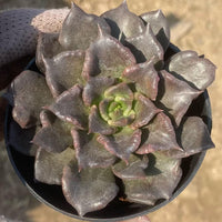Rare Succulents, Echeveria Black Madiba (2"), Live Plant