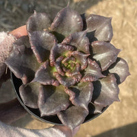 Rare Succulents, Echeveria Black Madiba (2"), Live Plant