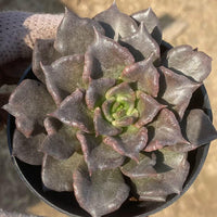 Rare Succulents, Echeveria Black Madiba (2"), Live Plant