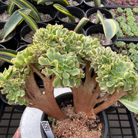 Rare Succulents, Aeonium Variegated Maybach Crested, Live Plant, Grower’s Choice