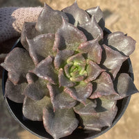 Rare Succulents, Echeveria Black Madiba (2"), Live Plant
