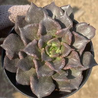 Rare Succulents, Echeveria Black Madiba (2"), Live Plant