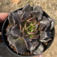 Rare Succulents, Echeveria Black Madiba (2"), Live Plant