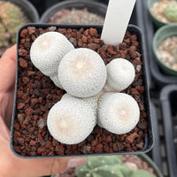Rare Cactus - Epithelantha Bokei Cluster Seed Grown