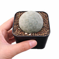 Rare Cactus, Tephrocactus Geometricus (Single Ball cutting), Live Plant