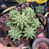 May include: A close-up of a small, green cactus with star-shaped segments. The cactus is in a square black pot filled with reddish-brown gravel. The plant has a unique, textured appearance.
