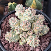 Euphorbia Ritchiei White Variegata Cluster Cutting - Rare Succulent Euphorbia Plant – Live Indoor/Outdoor Houseplant