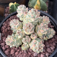 Euphorbia Ritchiei White Variegata Cluster Cutting - Rare Succulent Euphorbia Plant – Live Indoor/Outdoor Houseplant