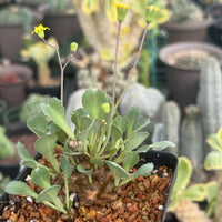 Rare Othonna Herrei Succulent Unique Miniature Plant for Collectors, Live Plant