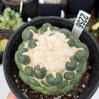 Coryphantha elephantidens cv. Inermis 6” Pot