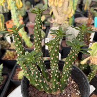 Euphorbia Royleana Large Cluster Rare Succulent Euphorbia Plant – Live Indoor/Outdoor Houseplant