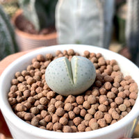 Rare Succulents - Dintheranthus Wilmotianus (0.5”)