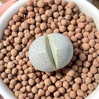Rare Succulents - Dintheranthus Wilmotianus (0.5”)