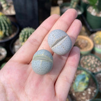 Rare Succulents - Dintheranthus Wilmotianus (0.5”)