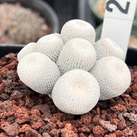 Rare Cactus - Epithelantha Bokei Cluster Seed Grown