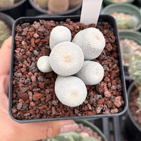Rare Cactus - Epithelantha Bokei Cluster Seed Grown
