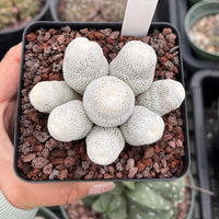 Rare Cactus - Epithelantha Bokei Cluster Seed Grown
