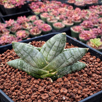 Rare Sansevieria Mini Boncel Succulent: Compact Easy-Care Indoor Plant