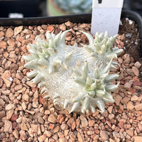 Rare Succulents - Pachypodium Brevicaule, Growers Choice