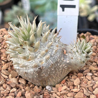 Rare Succulents - Pachypodium Brevicaule, Growers Choice