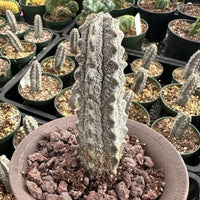 Rare Euphorbia - Euphorbia Abdelkuri grey small (3.5” pot)