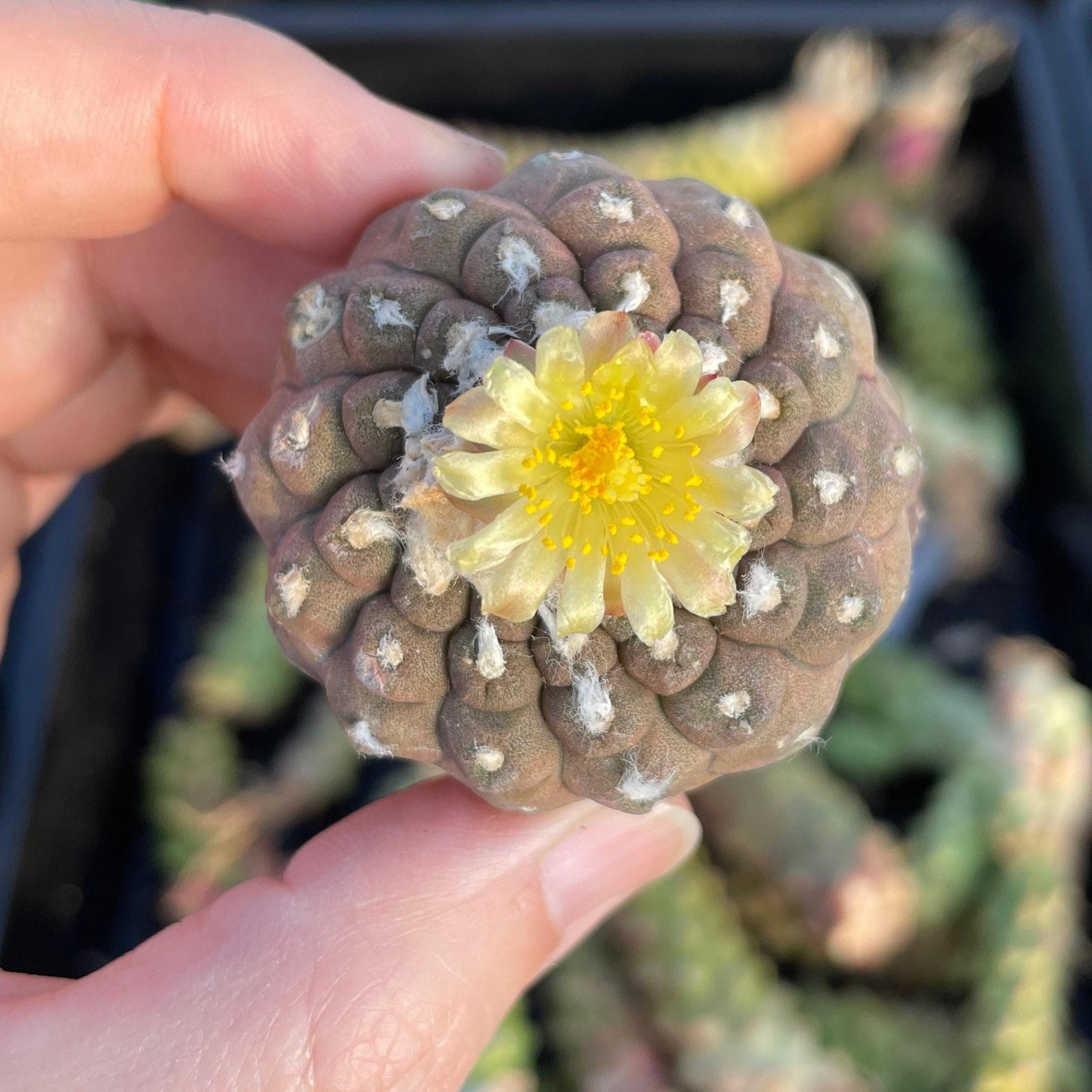 Copiapoa Hypogaea Rare Cactus, Unique Plant for Perfect Gift