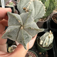Astrophytum Myriostigma, Live Plant Rare Cactus, Great for Beginners, 2 Inches, Starter Plant