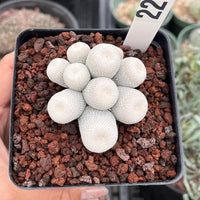 Rare Cactus - Epithelantha Bokei Cluster Seed Grown