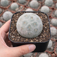 Rare Cactus, Tephrocactus Geometricus (Single Ball cutting), Live Plant