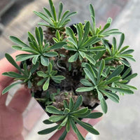 Rare Euphorbia Japonica | Globular Caudex Succulent