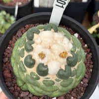 Coryphantha elephantidens cv. Inermis 6” Pot