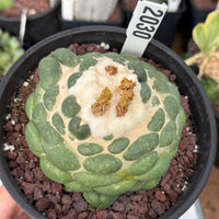 Coryphantha elephantidens cv. Inermis 6” Pot