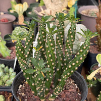 Euphorbia Royleana Large Cluster Rare Succulent Euphorbia Plant – Live Indoor/Outdoor Houseplant