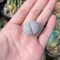 Rare Succulents - Dintheranthus Wilmotianus (0.5”)