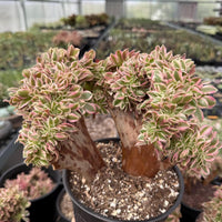 Rare Succulents, Aeonium Variegated Pink Witch Crested, Live Plant, Grower’s Choice