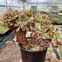 Rare Succulents, Aeonium Variegated Pink Witch Crested, Live Plant, Grower’s Choice