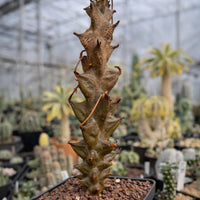 Rare Succulents, Beiselia Mexicana, Live Plant 8"-12" tall