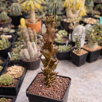 Rare Succulents, Beiselia Mexicana, Live Plant 8"-12" tall